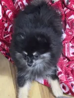 Akc champion pedigree macy, a female Pomeranian for sale in Kendallville, IN – 3 of 6