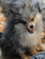 Akc champion pedigree tanner, a male Pomeranian for sale in Kendallville, IN – 2 of 6