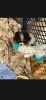 Aca very tiny tri baby girl, a female Pomeranian for sale in Kendallville, IN – 2 of 7