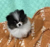 Akc pebbles , a female Pomeranian for sale in Fort Wayne, IN – 3 of 5