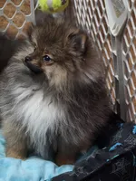 Akc champion pedigree buffy , a female Pomeranian for sale in Kendallville, IN – 3 of 8