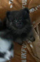 Blue , a male Pomeranian for sale in Fort Wayne, IN – 1 of 3