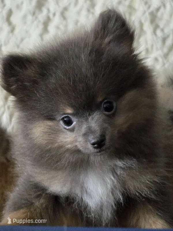 Aca beautiful blue and tan boy duffy – Pomeranian puppy for sale in Kendallville, IN
