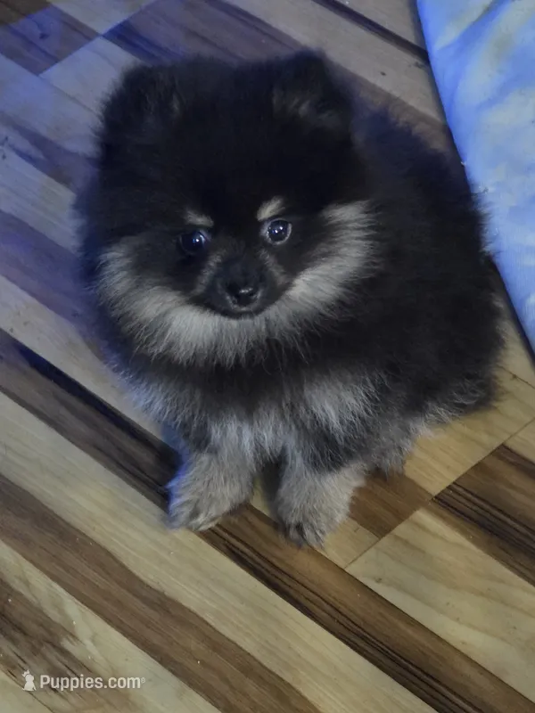 Akc champion pedigree molly  – Pomeranian puppy for sale in Kendallville, IN
