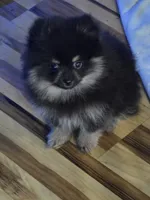 Akc champion pedigree molly , a female Pomeranian for sale in Kendallville, IN – 1 of 7