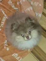 Ckc chocolate merle Marley , a male Pomeranian for sale in Fort Wayne, IN – 5 of 9