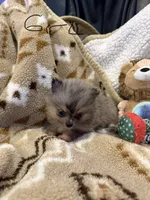 Wiley, a male Pomeranian for sale in Fort Wayne, IN – 2 of 2
