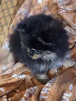 Akc champion pedigree bo, a male Pomeranian for sale in Kendallville, IN – 4 of 5