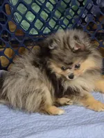 Akc champion pedigree jax, a male Pomeranian for sale in Kendallville, IN – 6 of 6