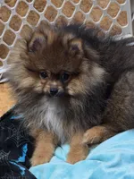 Akc champion pedigree willow, a female Pomeranian for sale in Kendallville, IN – 1 of 6