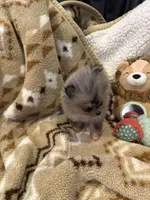 Jenny, a female Pomeranian for sale in Fort Wayne, IN – 2 of 2