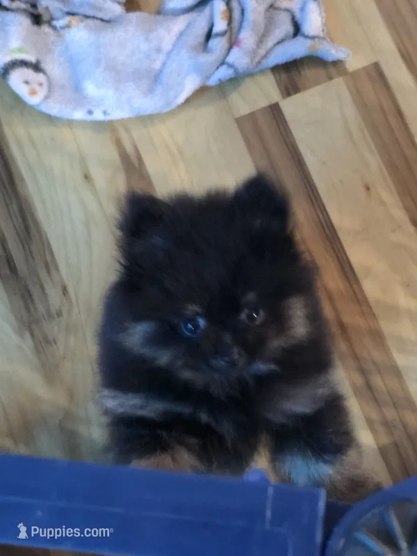 Akc champion pedigree bear – Pomeranian puppy for sale in Kendallville, IN