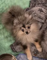 Akc champion pedigree tiny merle girl dolly , a female Pomeranian for sale in Kendallville, IN – 2 of 4