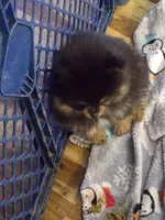 Akc champion pedigree bo, a male Pomeranian for sale in Kendallville, IN – 3 of 4