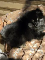 Akc champion pedigree macy, a female Pomeranian for sale in Kendallville, IN – 2 of 4