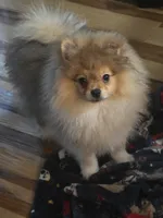 Ckc champion pedigree teddy , a male Pomeranian for sale in Fort Wayne, IN – 3 of 4