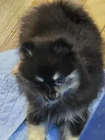 Akc grand champion pedigree macy, a female Pomeranian for sale in Kendallville, IN – 4 of 5