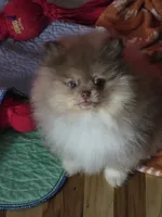 Ckc chocolate merle Marley , a male Pomeranian for sale in Fort Wayne, IN – 5 of 7