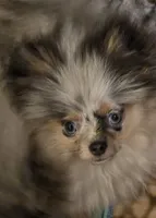 Aca tiny blue merle harley, a male Pomeranian for sale in Kendallville, IN – 4 of 5