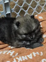 Akc champion pedigree holly, a female Pomeranian for sale in Fort Wayne, IN – 2 of 5
