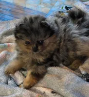 Dolly, a female Pomeranian for sale in Fort Wayne, IN – 3 of 4