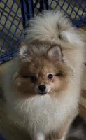 Ckc champion pedigree max , a male Pomeranian for sale in Fort Wayne, IN – 4 of 9