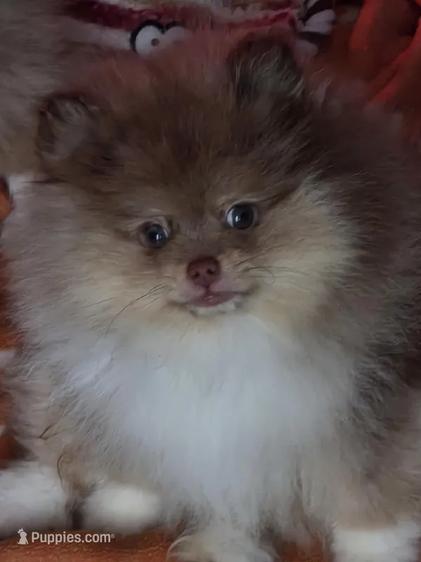 Ckc champion pedigree Marley, a male Pomeranian for sale in Fort Wayne, IN – 1 of 10