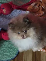 Ckc champion pedigree Marley, a male Pomeranian for sale in Fort Wayne, IN – 3 of 10