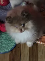 Ckc champion pedigree Marley, a male Pomeranian for sale in Fort Wayne, IN – 6 of 10