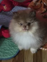 Ckc champion pedigree Marley, a male Pomeranian for sale in Fort Wayne, IN – 4 of 10