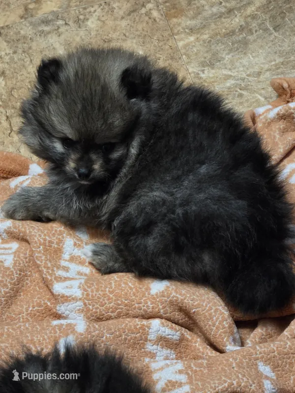 Akc champion pedigree Aspen – Pomeranian puppy for sale in Kendallville, IN