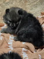 Akc champion pedigree Aspen, a female Pomeranian for sale in Kendallville, IN – 1 of 7