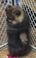 Akc grand champion pedigree minnie, a female Pomeranian for sale in Kendallville, IN – 5 of 6