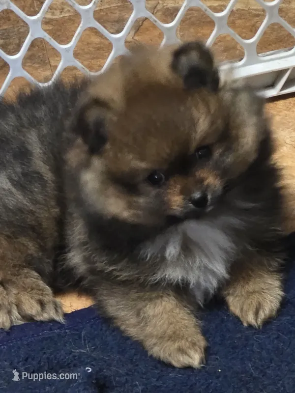 Akc champion pedigree dolly – Pomeranian puppy for sale in Fort Wayne, IN