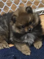 Akc champion pedigree dolly, a female Pomeranian for sale in Fort Wayne, IN – 1 of 4