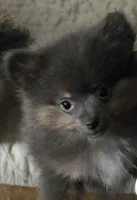 Aca beautiful blue and tan boy duffy, a male Pomeranian for sale in Kendallville, IN – 3 of 5