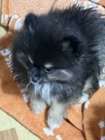 Akc Betty , a female Pomeranian for sale in Fort Wayne, IN – 2 of 4