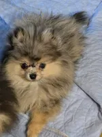 Akc champion pedigree jax, a male Pomeranian for sale in Kendallville, IN – 4 of 5