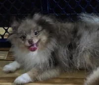 Ckc champion pedigree toby, a male Pomeranian for sale in Fort Wayne, IN – 1 of 7