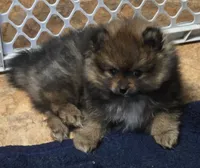 Akc champion pedigree dolly, a female Pomeranian for sale in Fort Wayne, IN – 3 of 4