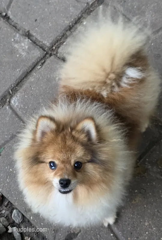 Ckc champion pedigree max  – Pomeranian puppy for sale in Kendallville, IN