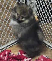Akc grand champion pedigree buffy , a female Pomeranian for sale in Kendallville, IN – 3 of 4