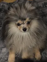Akc champion pedigree jax, a male Pomeranian for sale in Kendallville, IN – 3 of 5