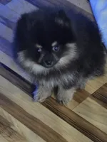 Akc champion pedigree molly , a female Pomeranian for sale in Kendallville, IN – 5 of 7