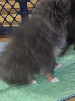 Aca beautiful blue and tan boy duffy, a male Pomeranian for sale in Kendallville, IN – 4 of 4