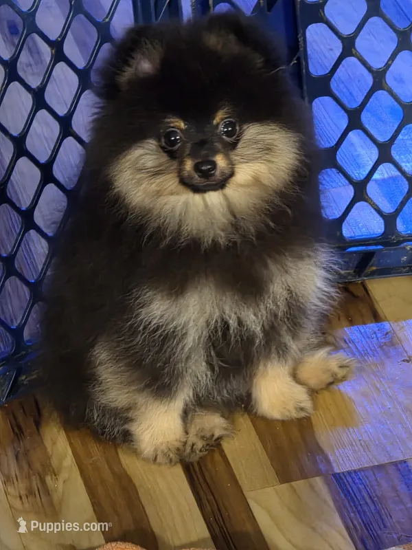 Akc champion pedigree teddy – Pomeranian puppy for sale in Kendallville, IN