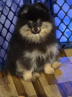 Akc champion pedigree teddy, a male Pomeranian for sale in Kendallville, IN – 1 of 3