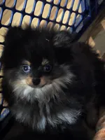 Akc champion pedigree bo, a male Pomeranian for sale in Kendallville, IN – 5 of 5