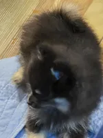 Akc grand champion pedigree macy, a female Pomeranian for sale in Kendallville, IN – 3 of 5