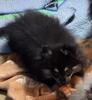 Akc champion pedigree maddy, a female Pomeranian for sale in Kendallville, IN – 2 of 4